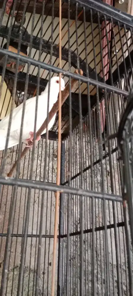Burung Puter Putih
