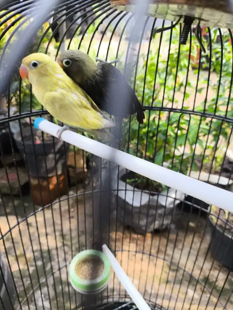 Burung Lovebird