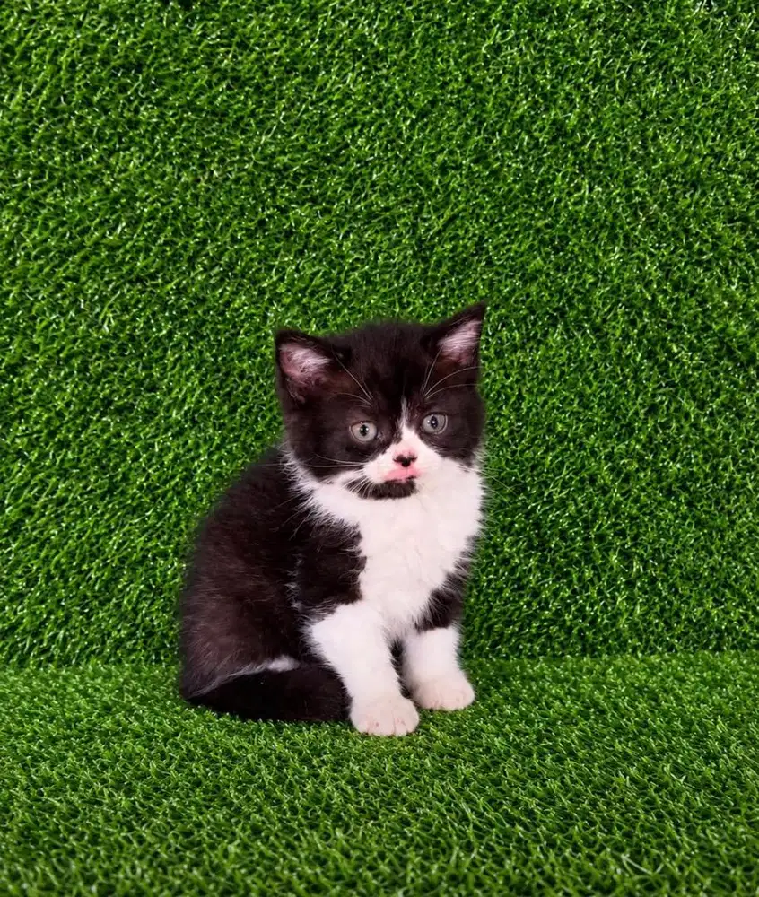Kitten BSH mix persian bicolor betina 2 bulan