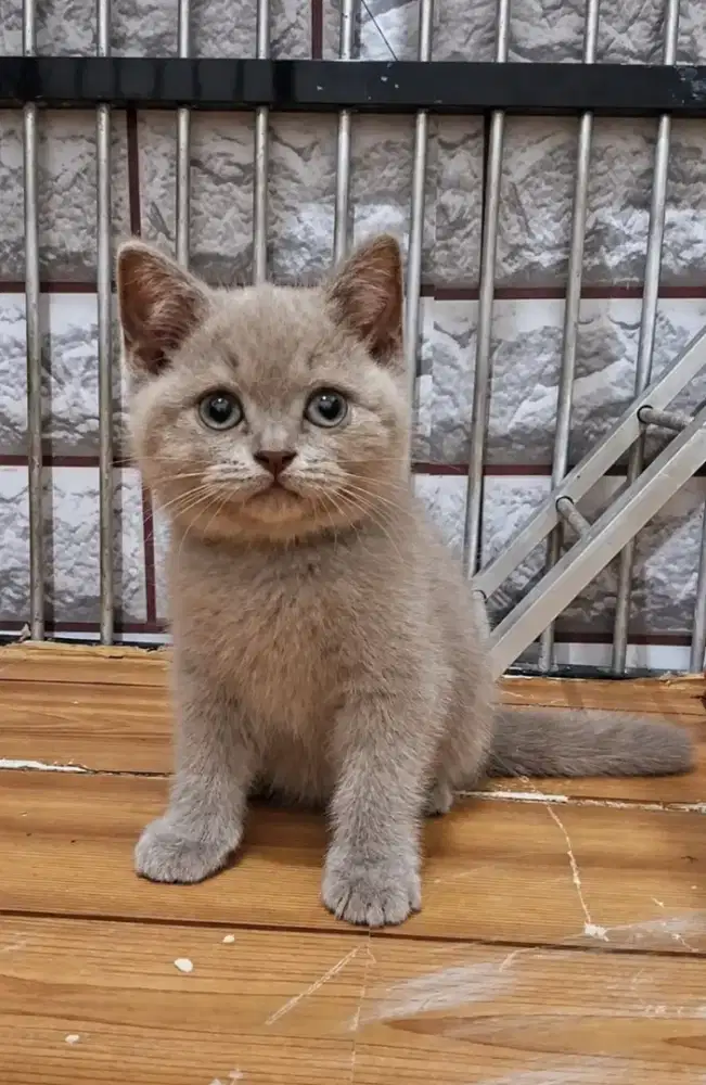 Bsh Lilac Betina