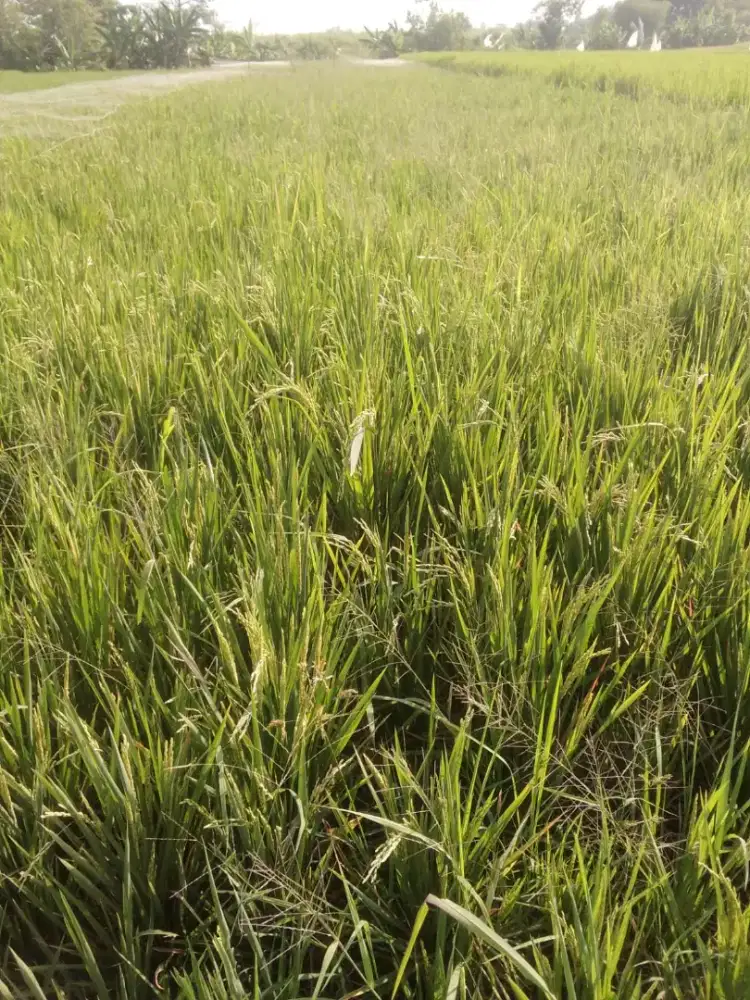 ​DIJUAL CEPAT  TANAH SAWAH PRODUKTIF LOKASI STRATEGIS DI KLATEN UTARA