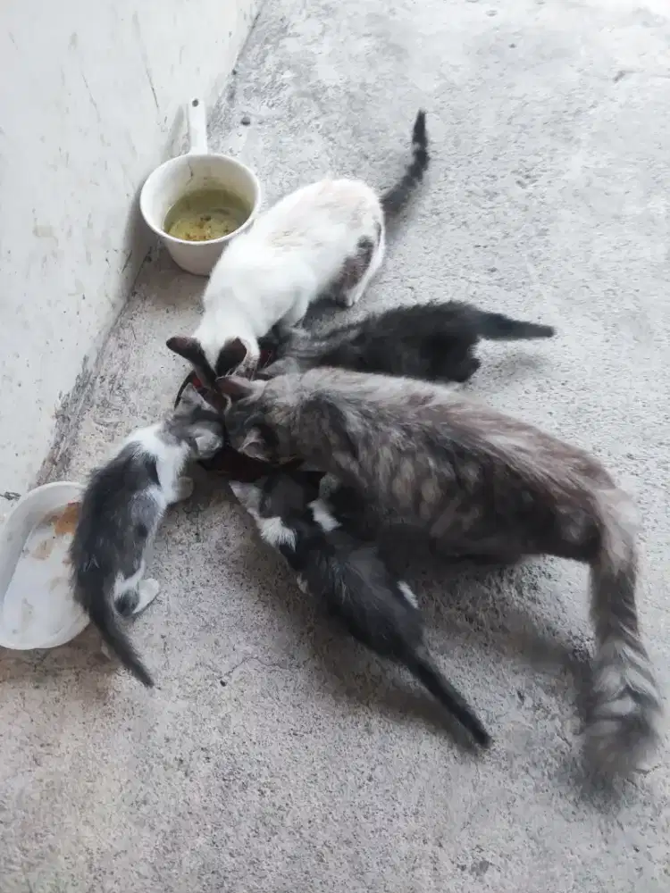 KITTEN RAS PERSIA MEDIUM AMBIL GRATiS