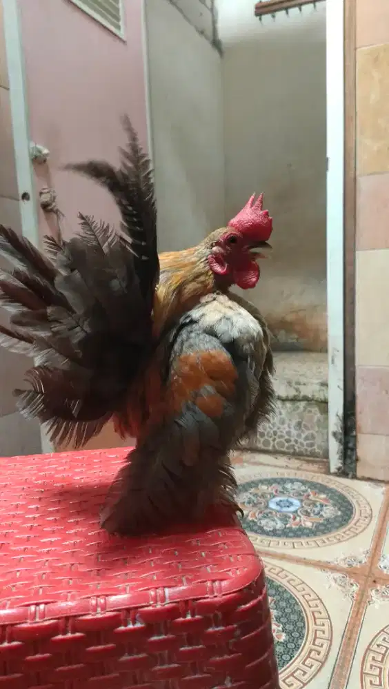 Ayam serama jantan siapan