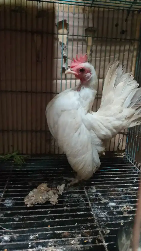 Ayam Serama betina pernah nelor