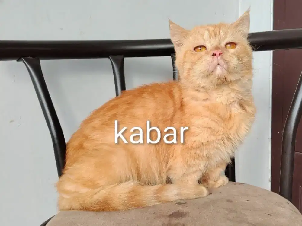 Kucing Cebol -British Munchkin Standar- non PED