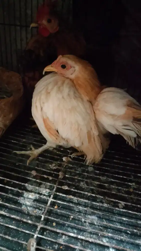 Ayam Serama betina minus ekor miring