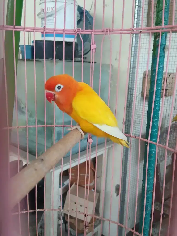 Lovebird Lutino mata hitam