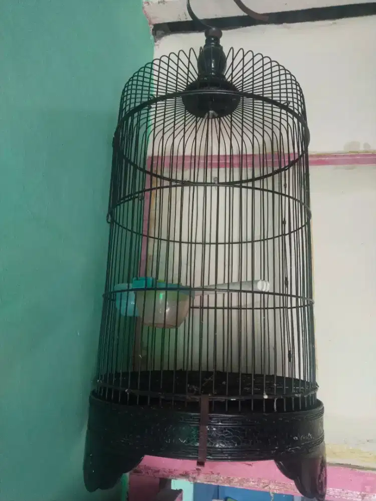Kandang / sangkar burung (heloped)