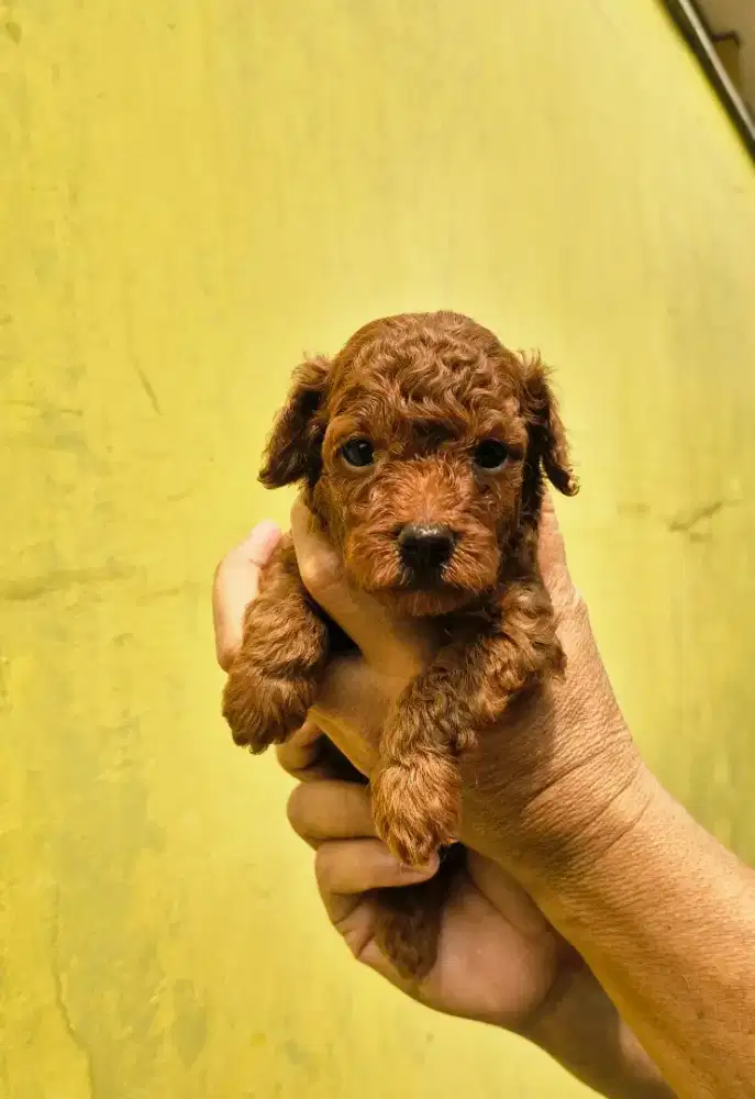 ANAKAN POODLE GEMOY