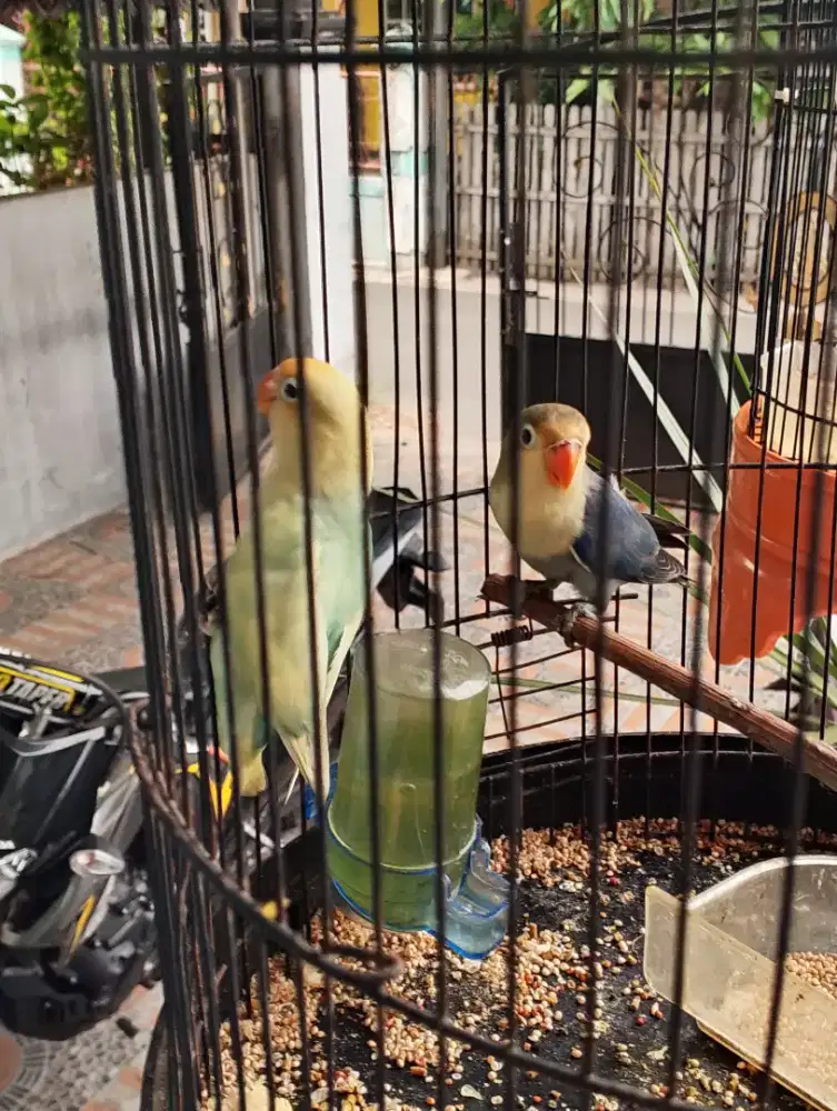 Sepasang anakan Lovebird
