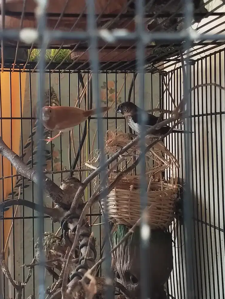 Indukan zebra Finch