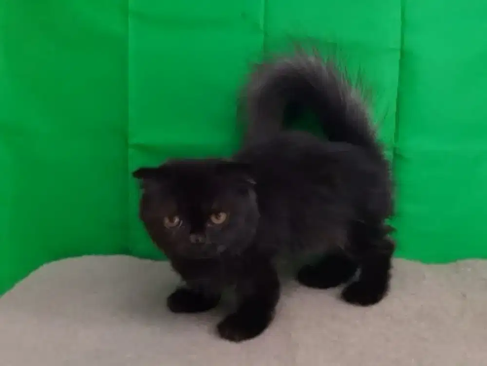 Kucing Munchkin gaelic