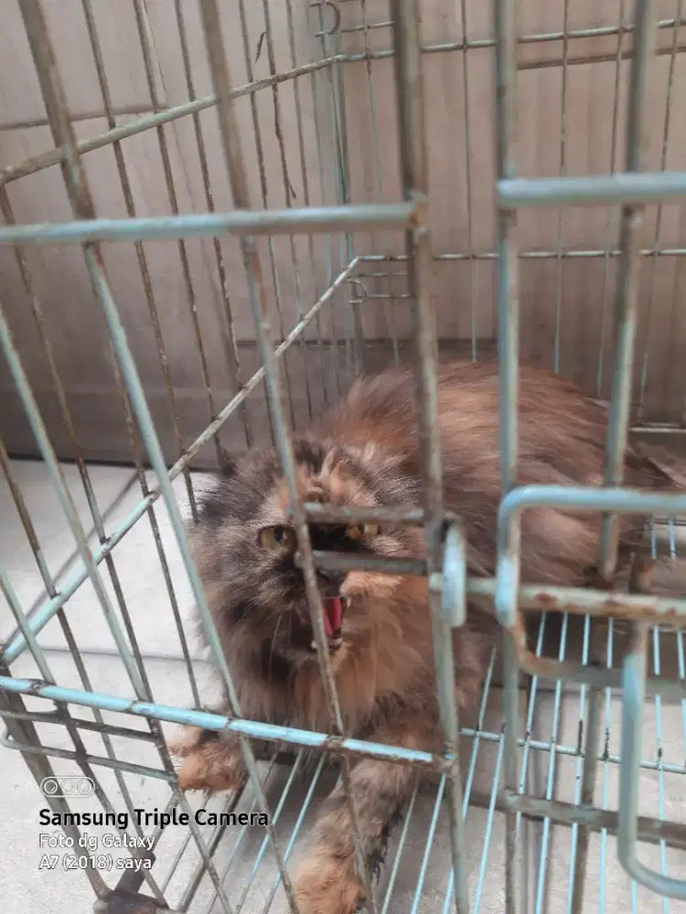 Kucing anggora blasteran luar