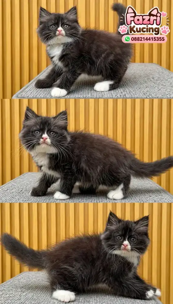 kucing persia anggora