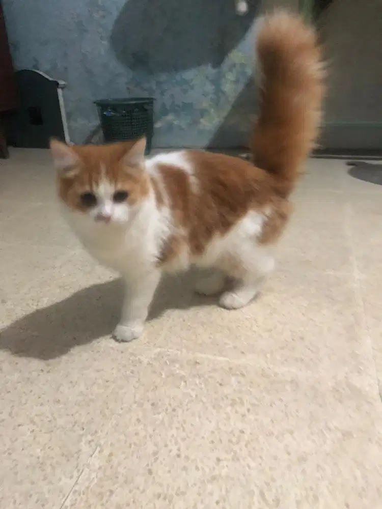 Kucing persia imut dan lucu