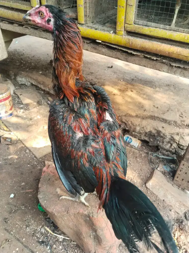 Ayam bangkok anakan