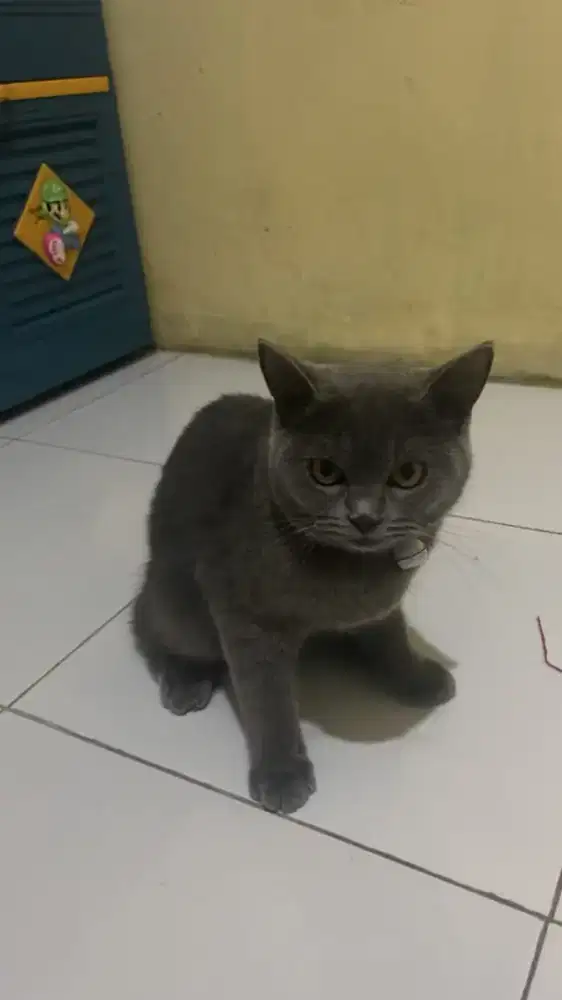 Lepas Adopt BSH Betina