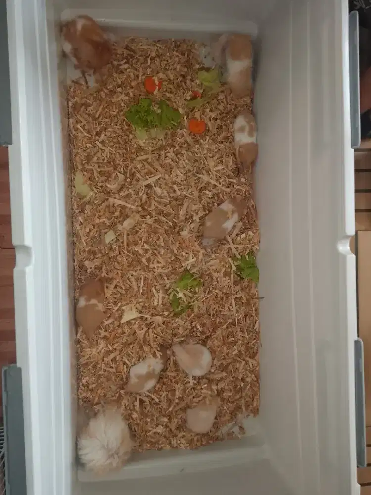 Anakan Hamster Syiria Sirian betina jantan Sehat hamster Sawangan Lucu