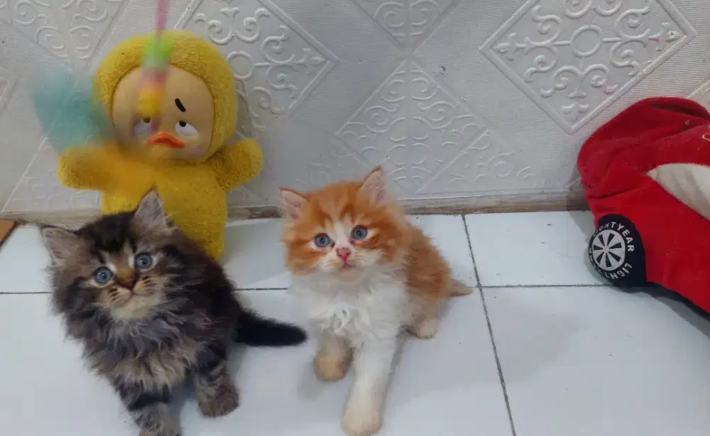 Kucing Ragdoll mix persia