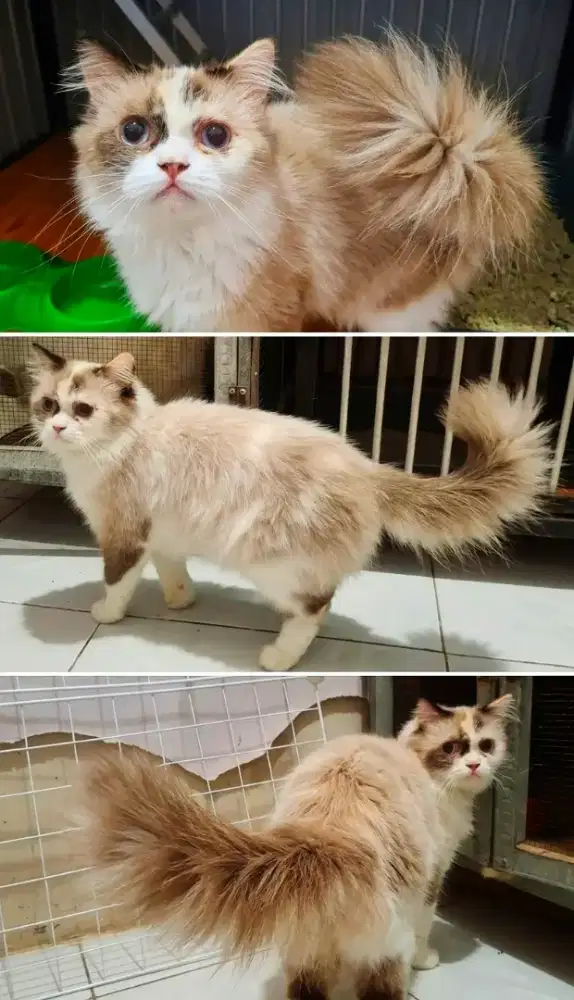 Ragdoll baru selesai kawin, hamil bonus