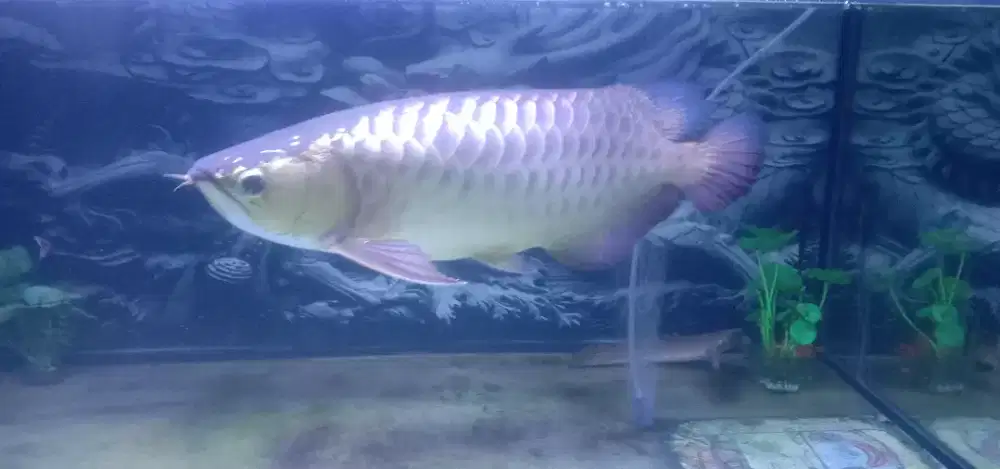 Arwana Crossback 24K Bluebase biru naga Sumo cantik ize  -+55 cm