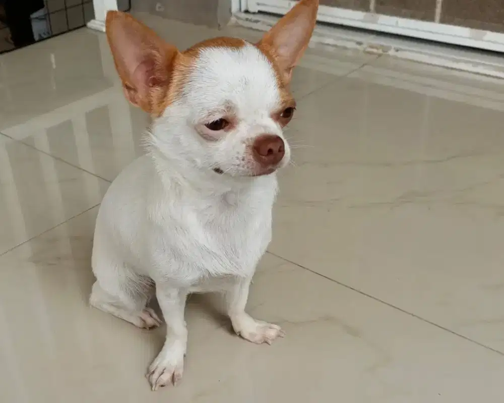 Cihuahua super mini