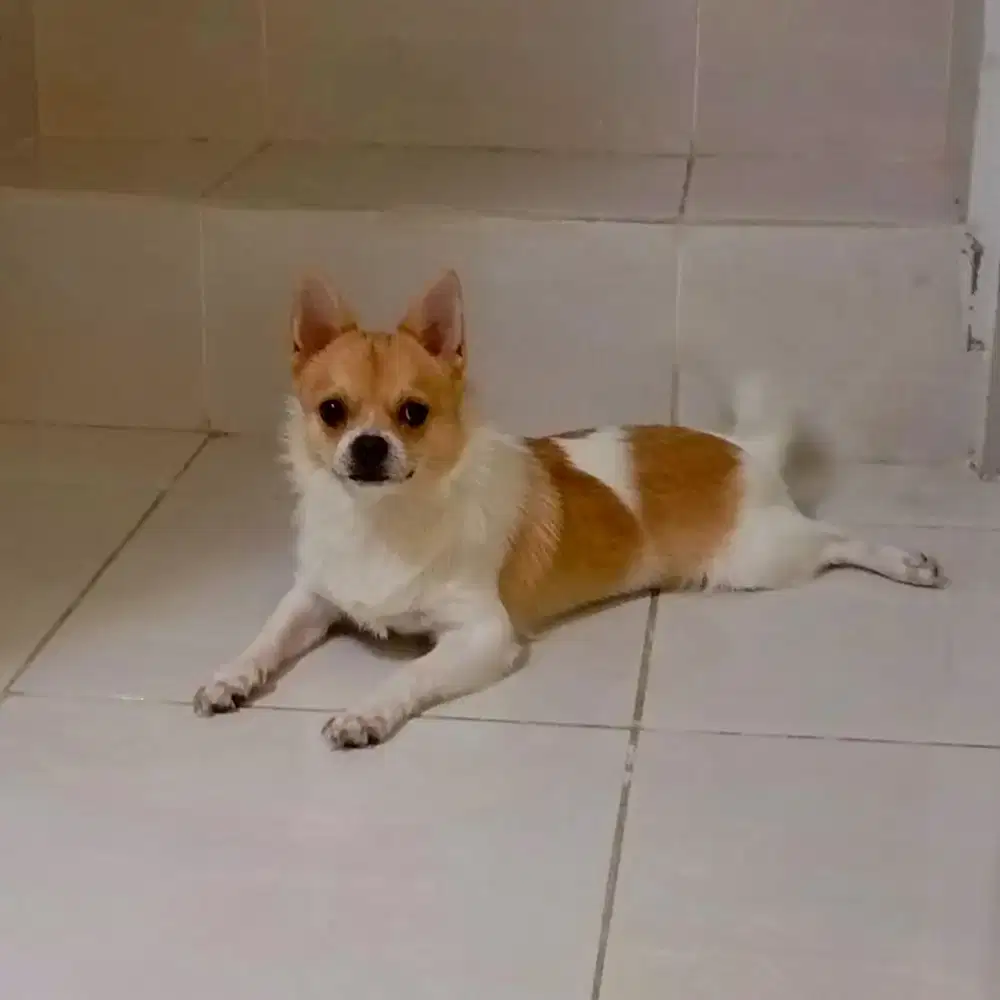 Chihuahua mix pomerian