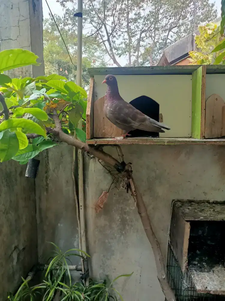 Burung dara betina rajin nelur