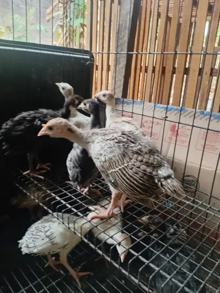 Jual anak kalkun satu ekor Rp 60.000