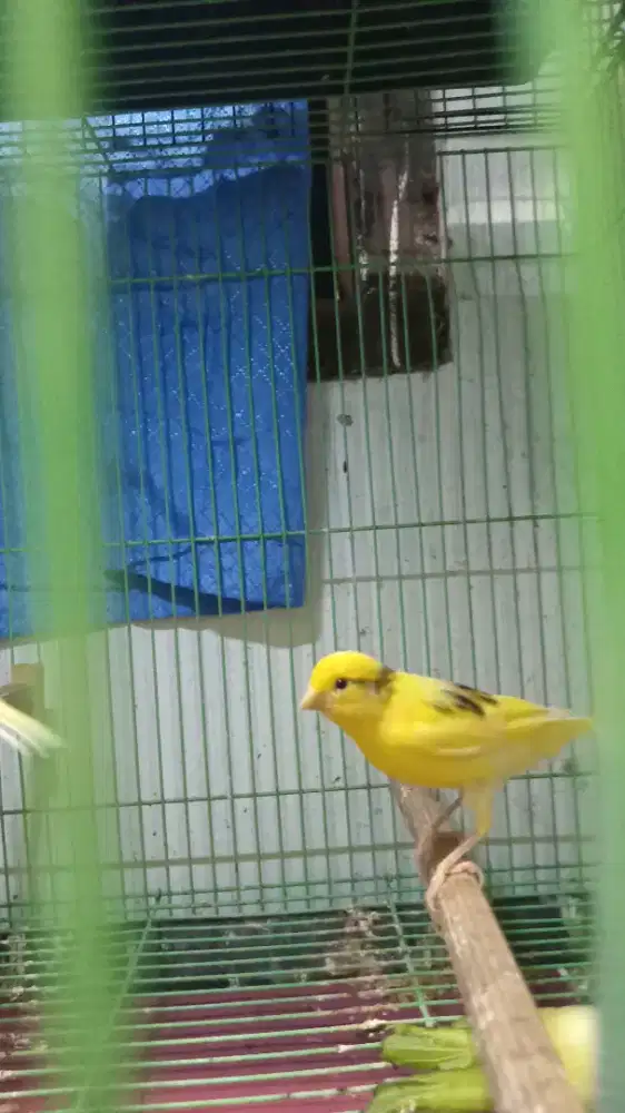 Kenari Anakan loper jantan 1bulan up