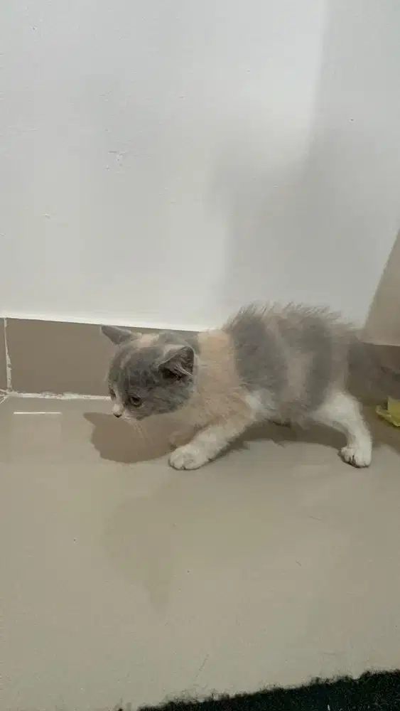 BSH CALICO BETINA