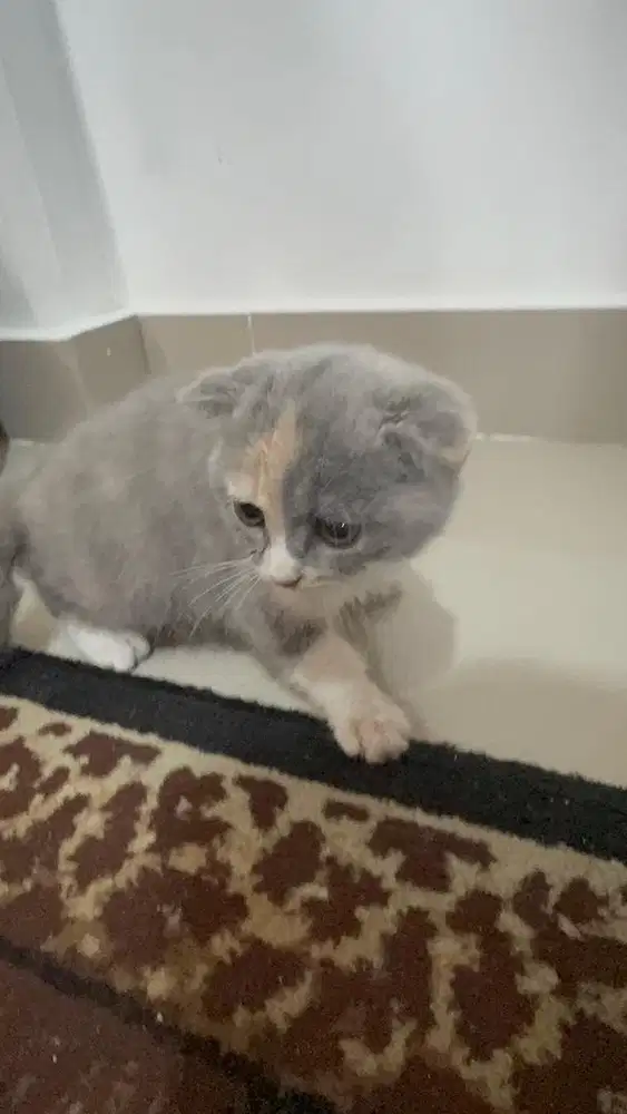 BSH SCOTISH FOLD CALICO