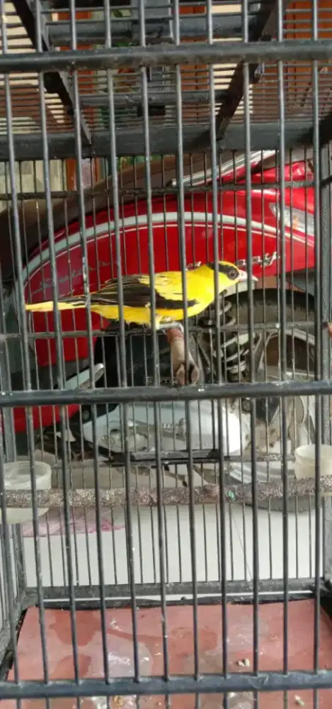 Burung kepodang emas