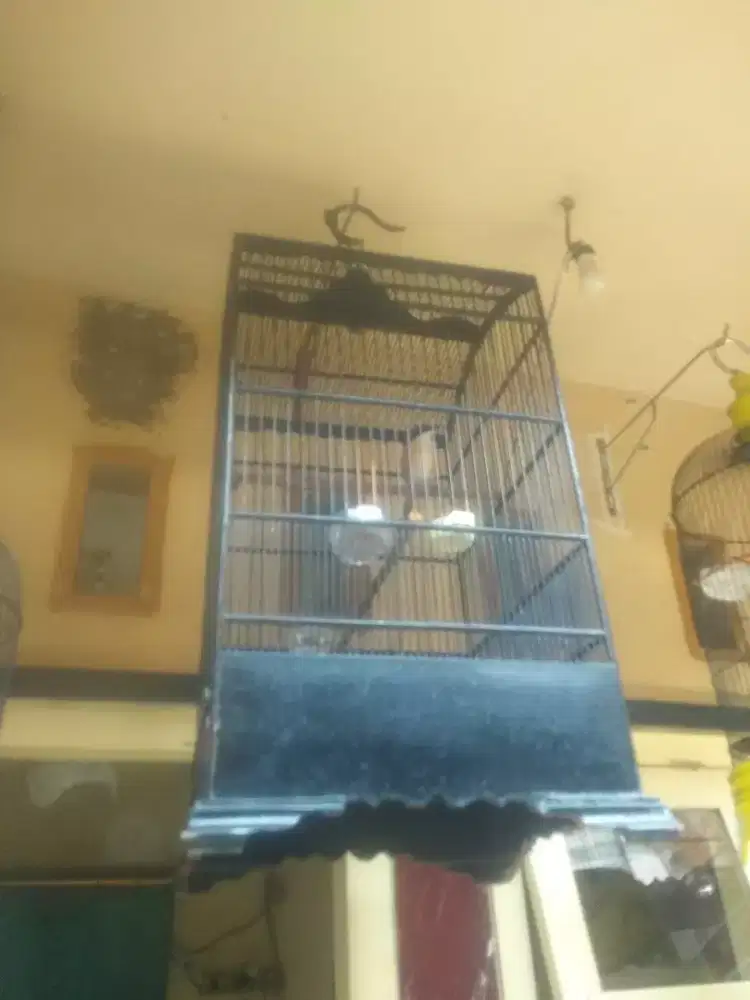 Cendet sembur tipis