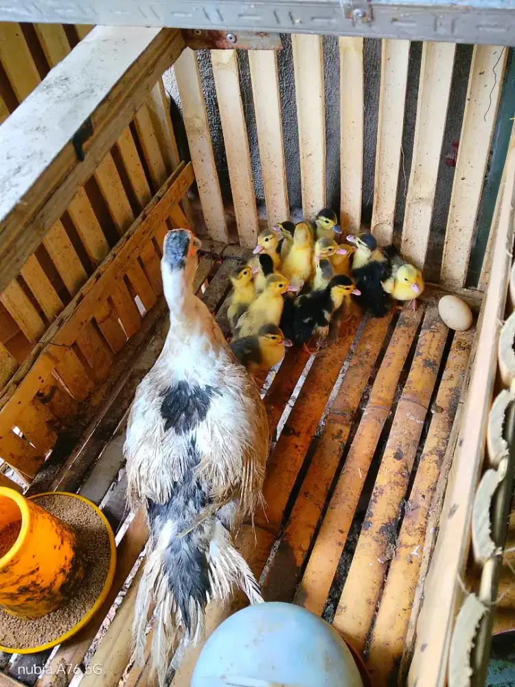 Jual entok berbagai ukuran