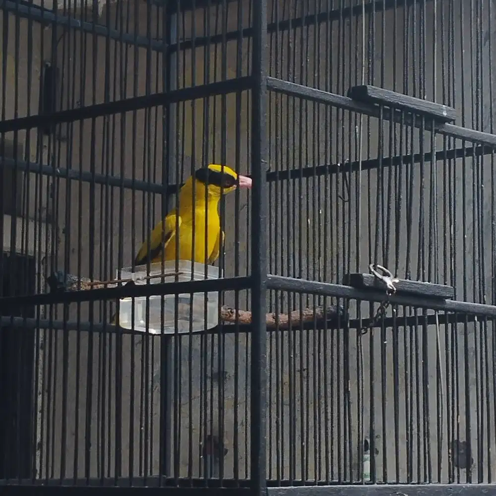 Burung Podang Jawa body gede