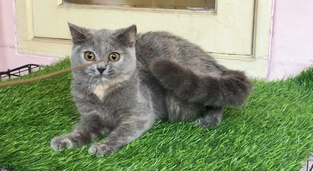 Kucing kitten british shorthair betina