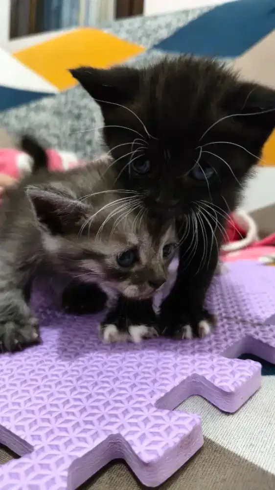 Kitten campuran
