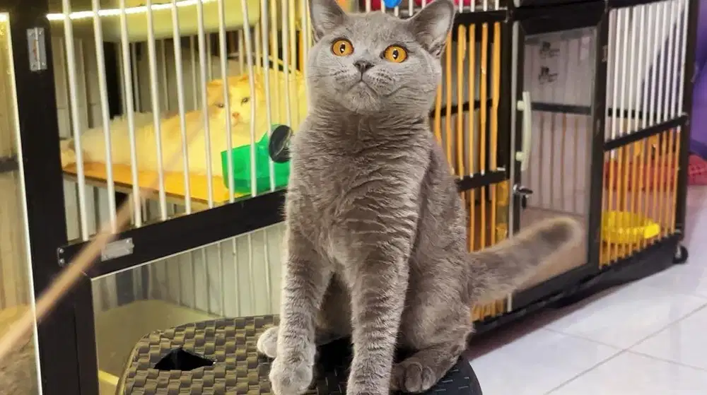 Kucing kitten british shorthair betina
