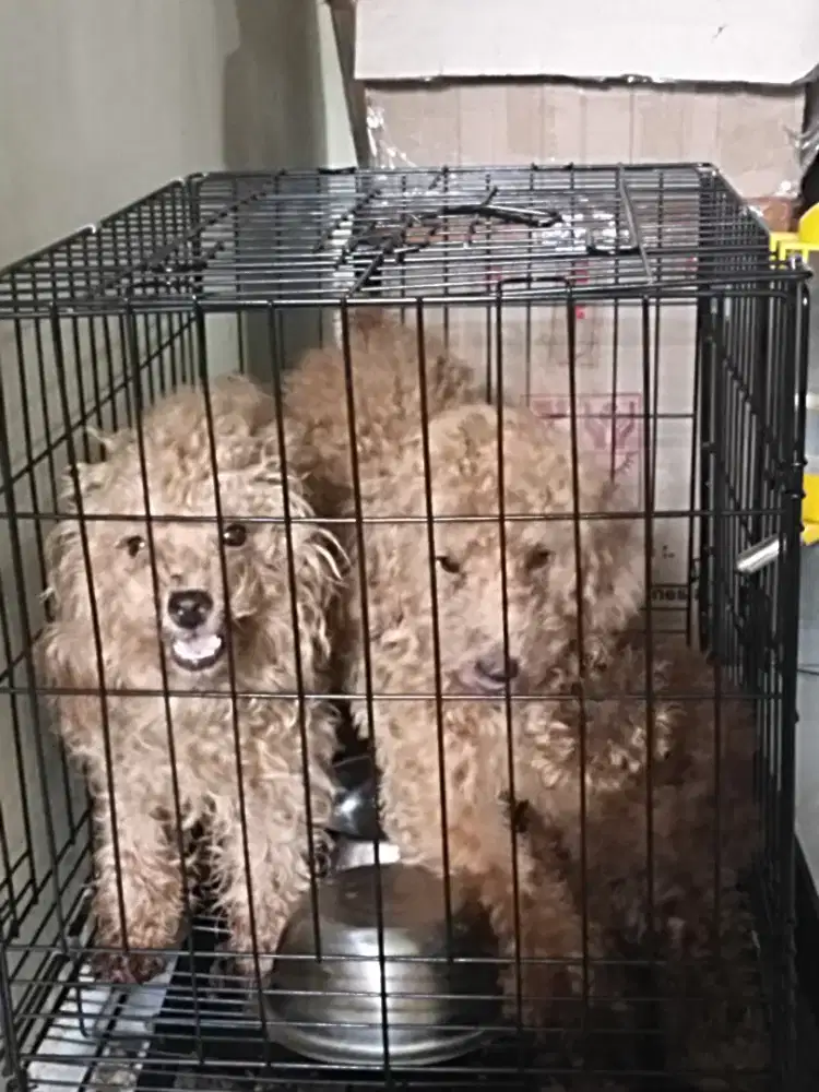 Poodle Jantan 10 Bulan