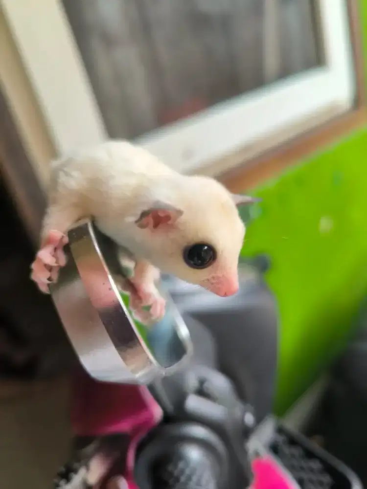 Sugar glider kuping hitam