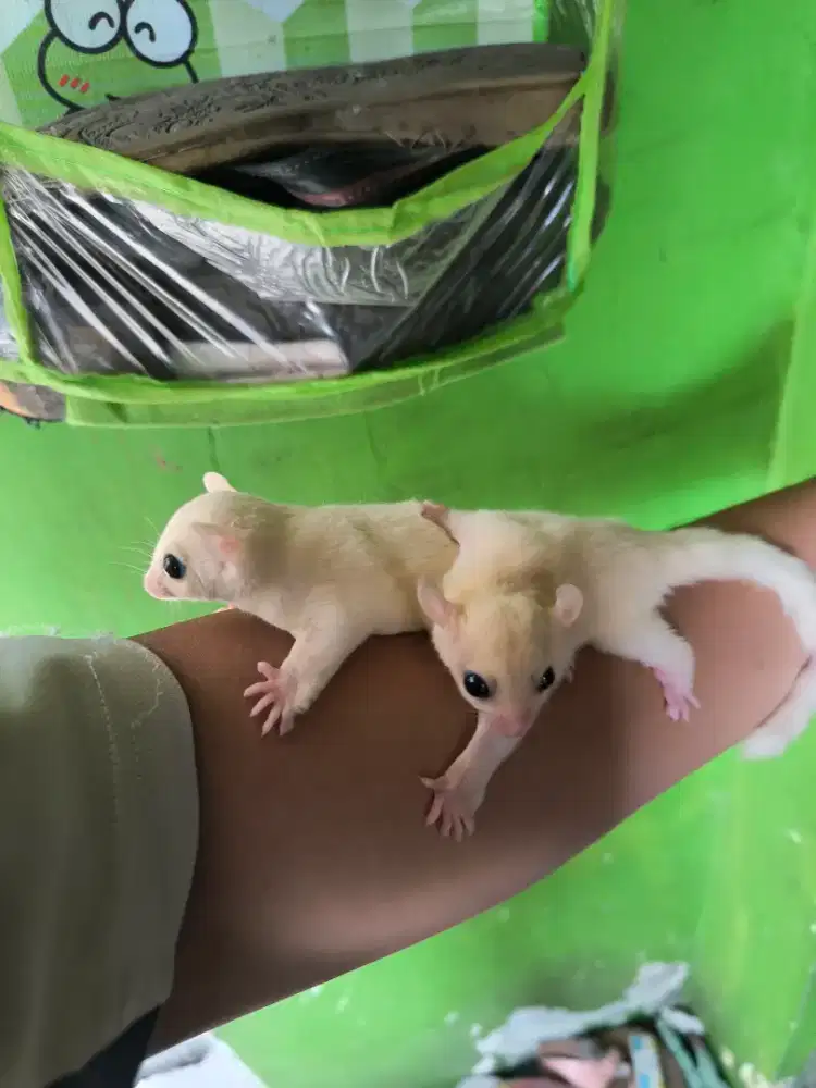 Dijual suga glider jenis leu