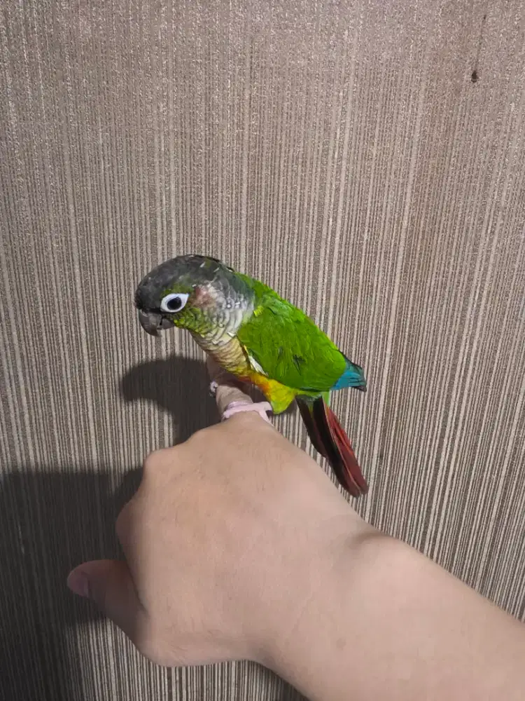 Green cheek Conure jinak