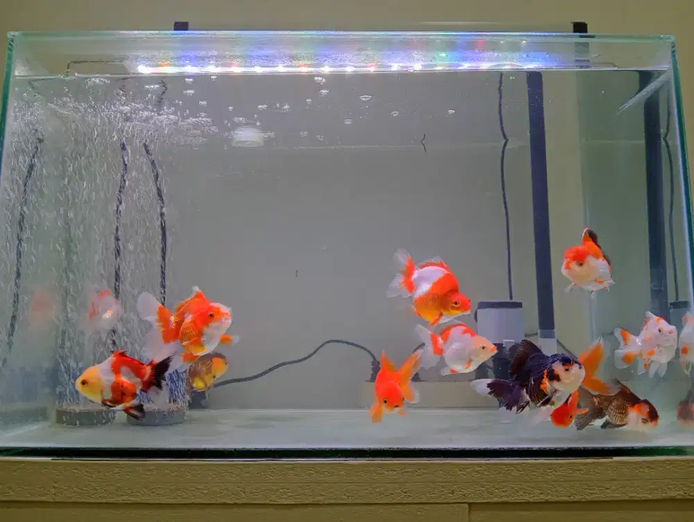 Aquarium 60x35x30cm