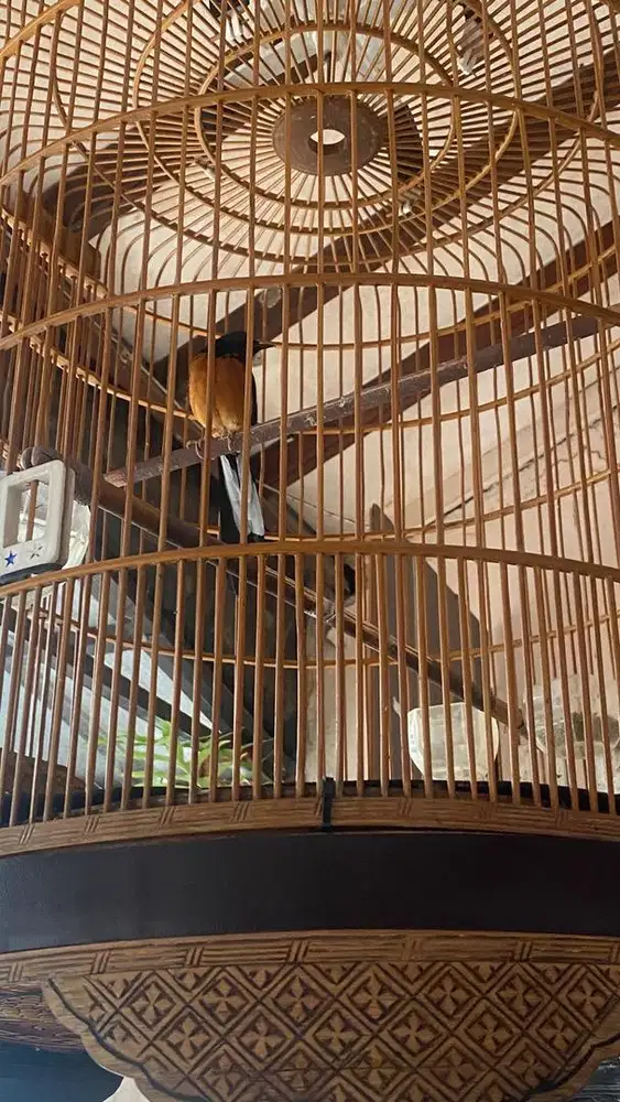 Murai Batu & sangkar no 2