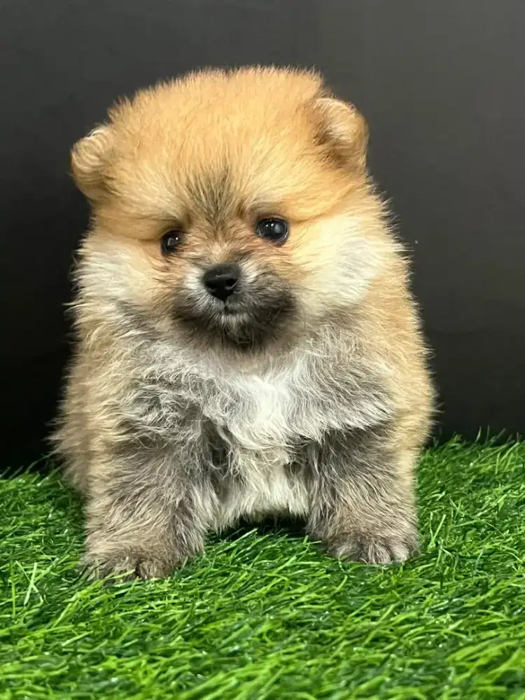 Minipom sable 2 betina