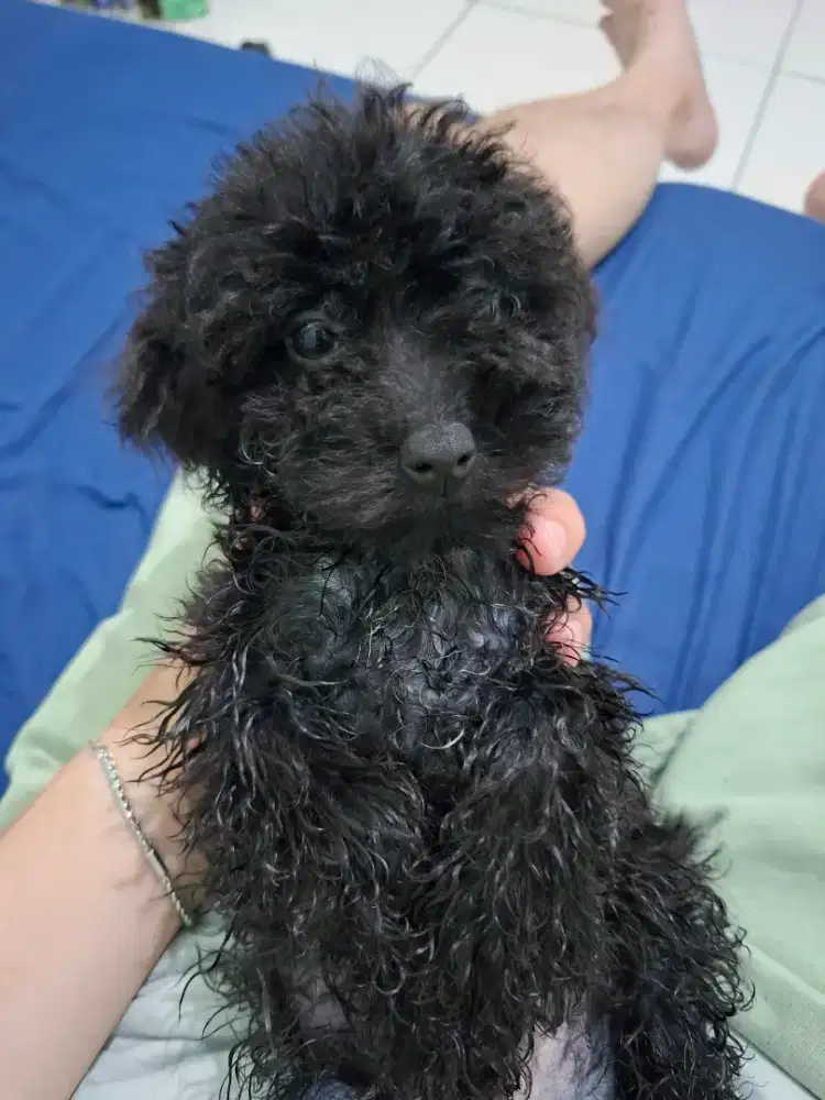 Anak black poodle gender male