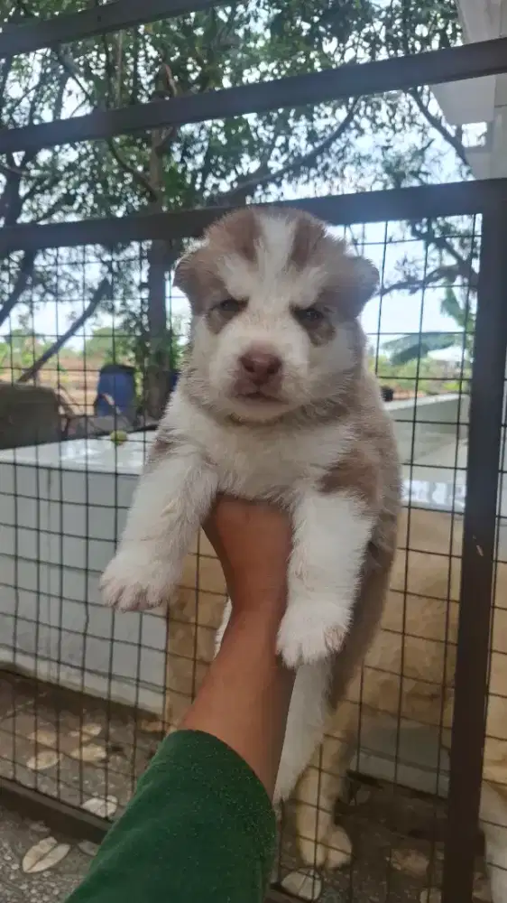 Anak Siberian Husky