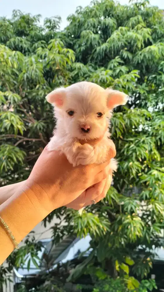 Maltese putih betina •SKY•