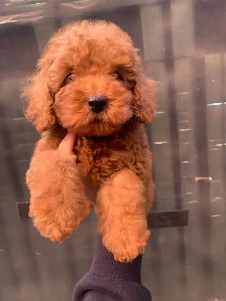 Red toy poodle jantan •THANOS• dan betina •SCARLET•
